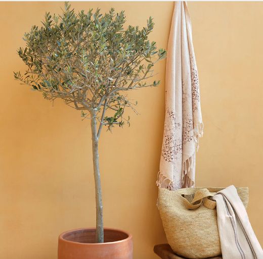 TRIPOLIS PEŞTEMAL T1712 KAHVE resmi